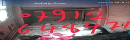Chickens poultry for sale: Newborn chicks for sale in London  in Northolt - Advert 8