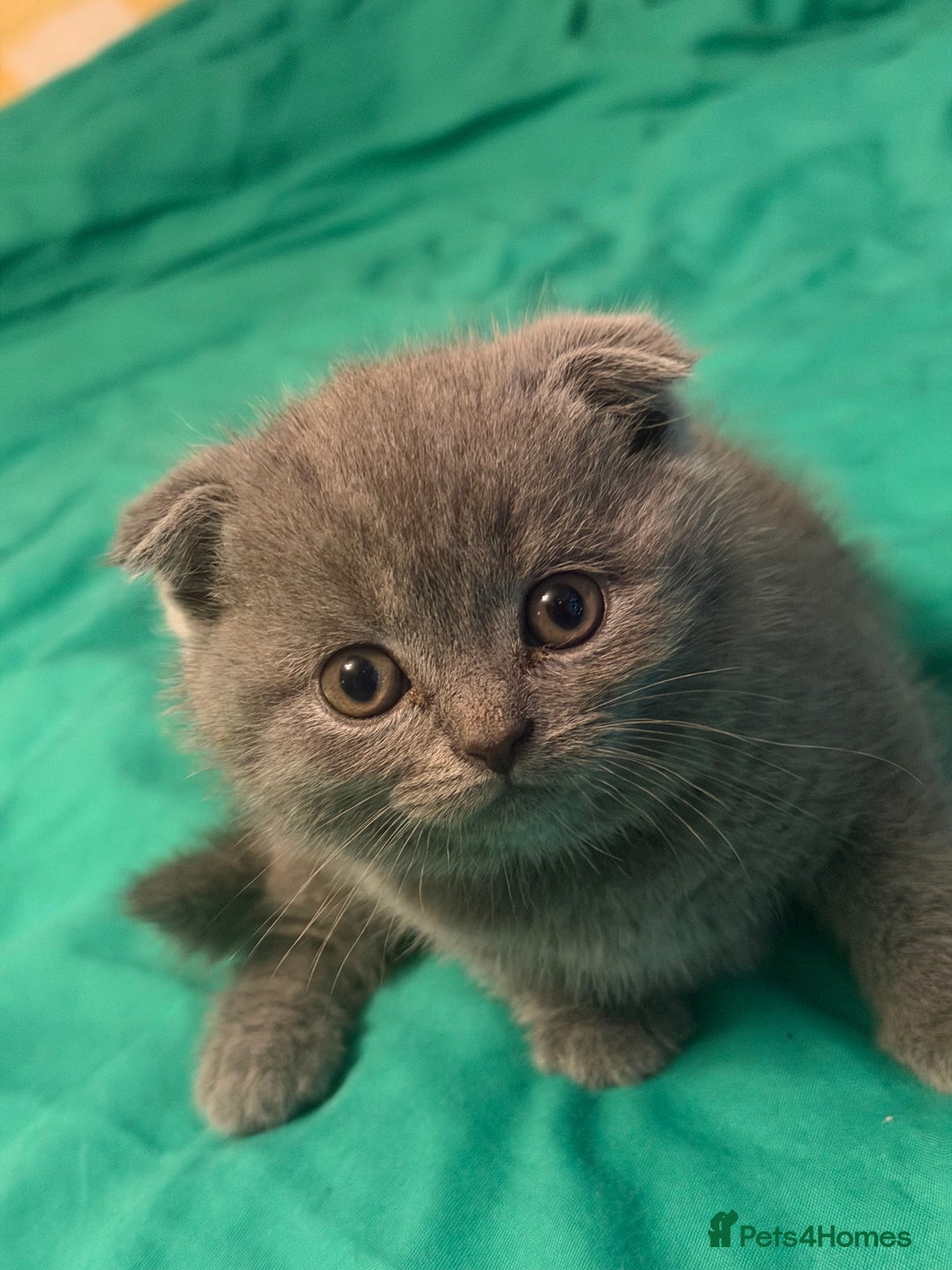 Scottish Fold cats for sale: Scottish fold kittens - Advert 36