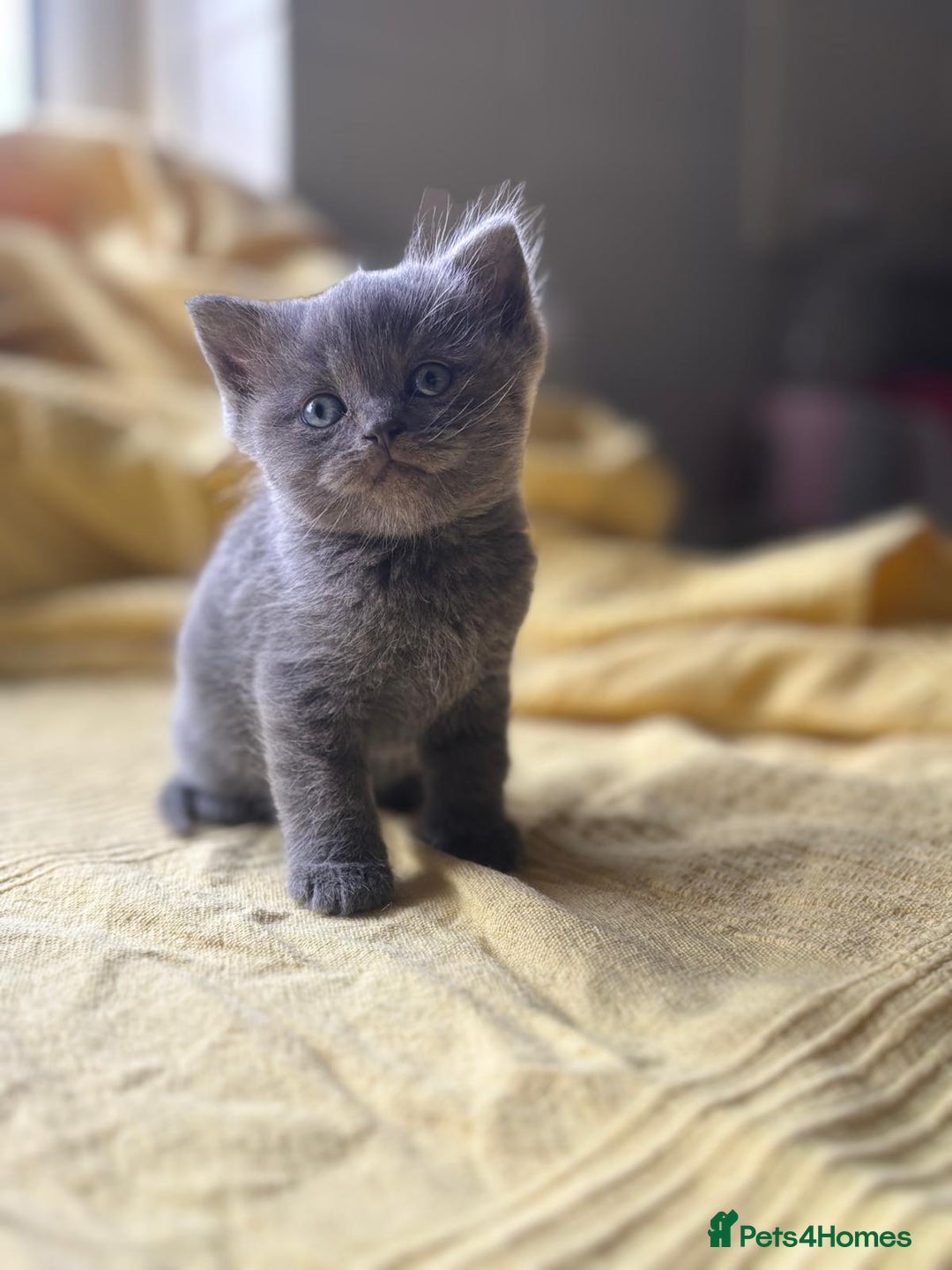 British Shorthair cats for sale:  🐾 BSH Blue,Chocolate& Tabby– Whiskers Kittens 🐾 - Image 10