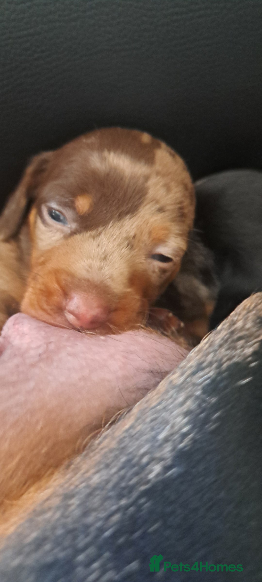 Dachshund dogs for sale: STUNNINGLY,  GORGEOUS DACHSHUND PUPPIES 🐶 😍  - Image 20