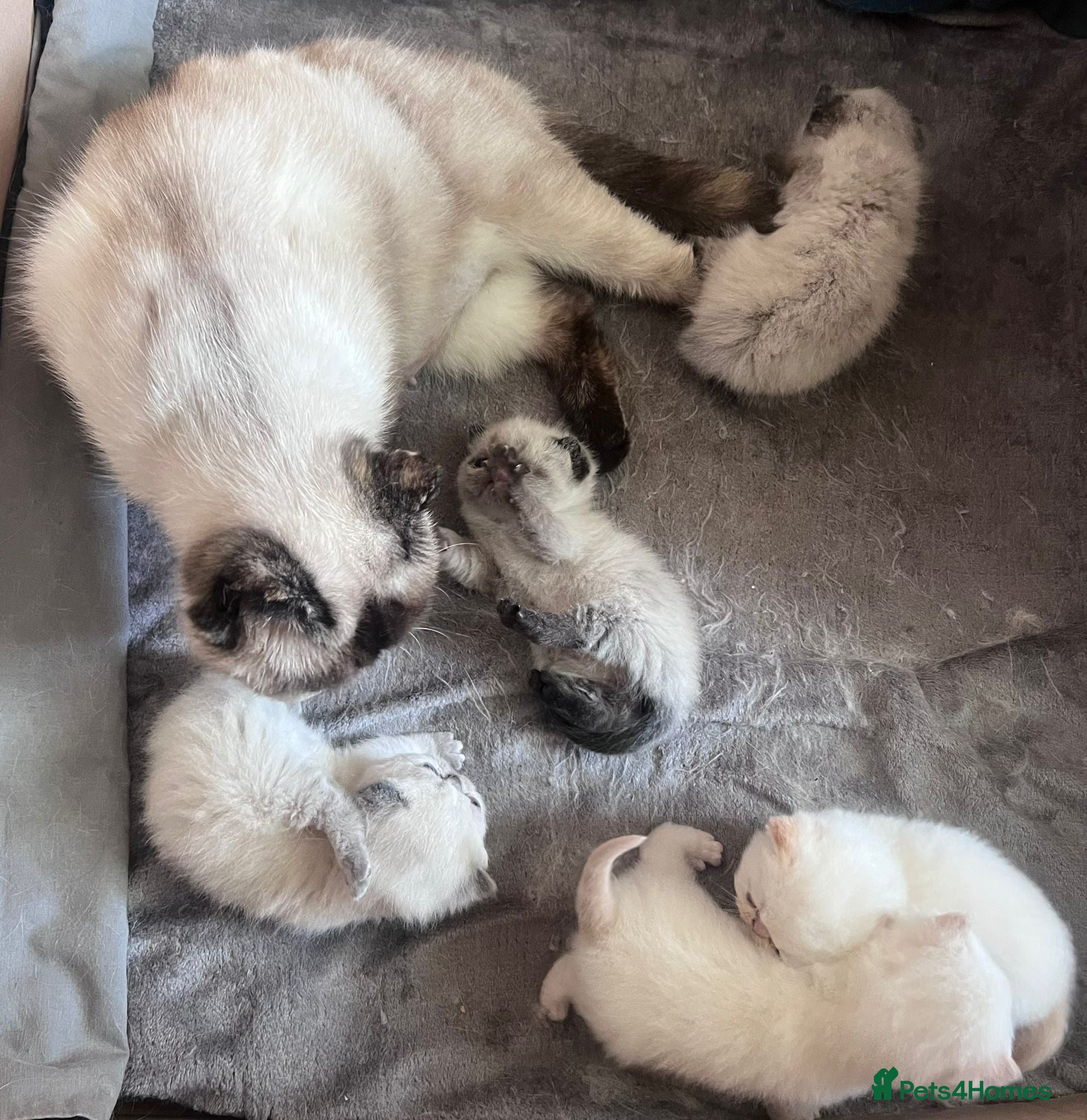 Exotic cats Last remaining Seal Point Female - Advert 1