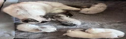 Exotic cats for sale: Last remaining Seal Point Female - Advert 8