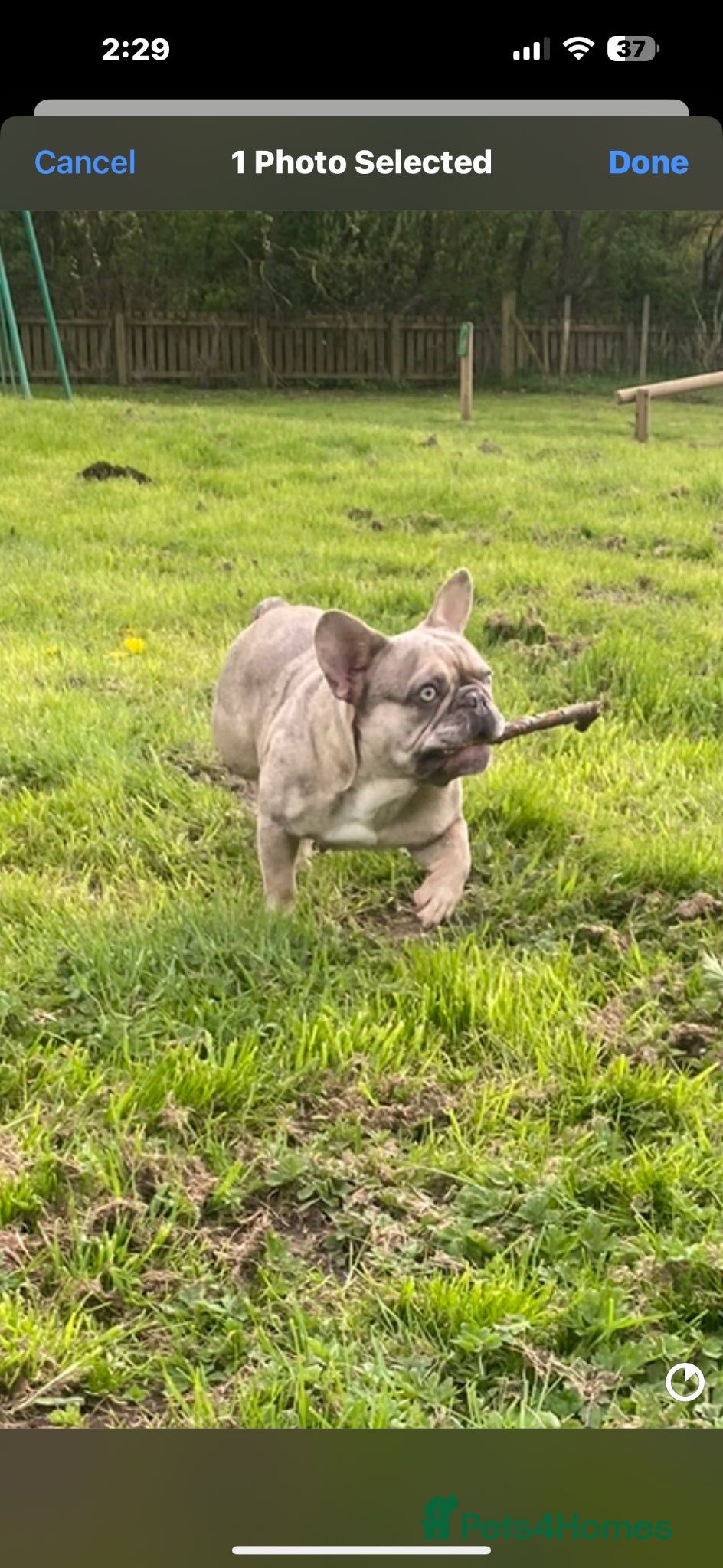 French Bulldog dogs Exotic frenchie puppys  - Advert 1