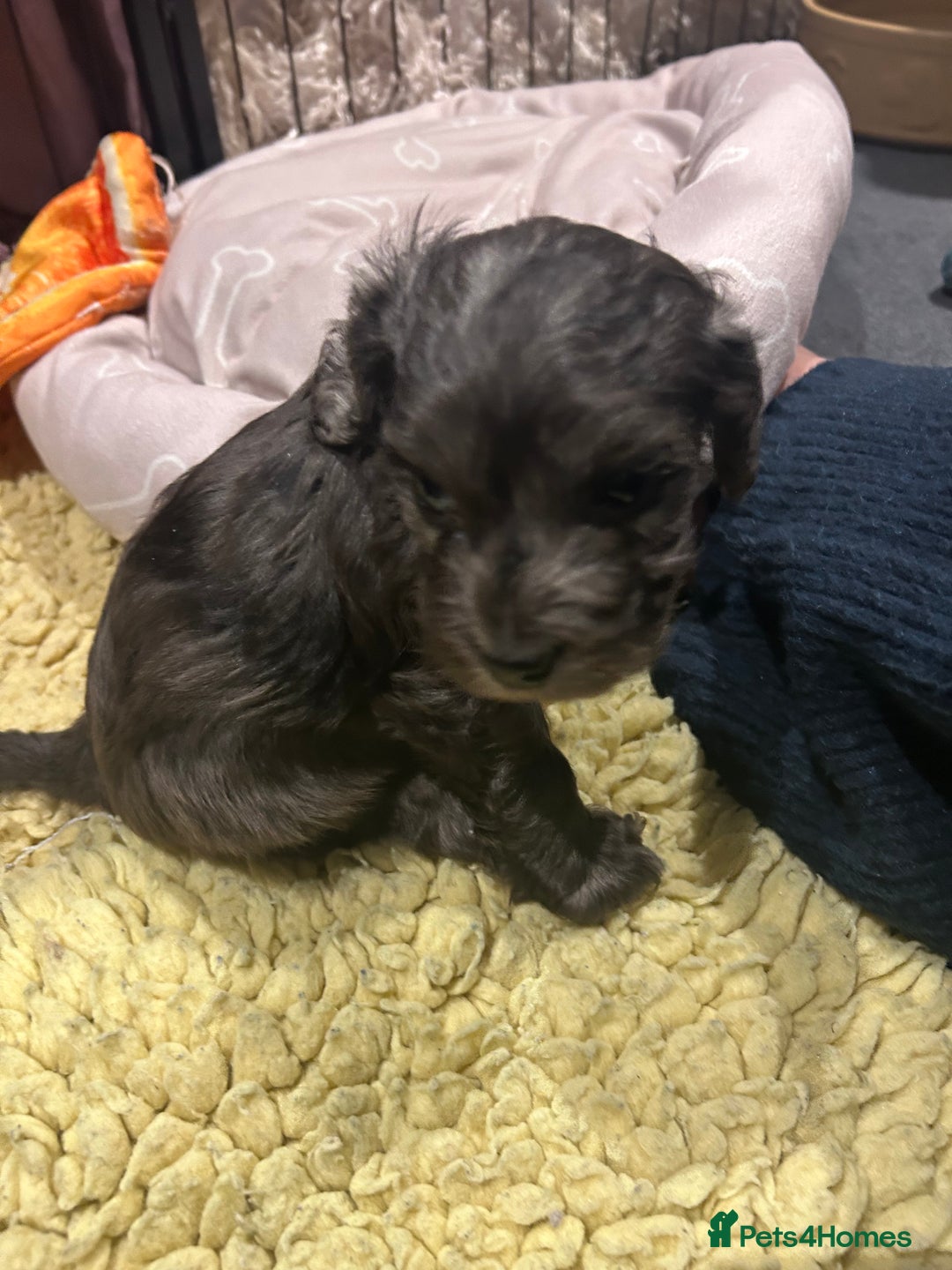 Cockapoo dogs for sale: Cockapoo puppies  - Advert 21