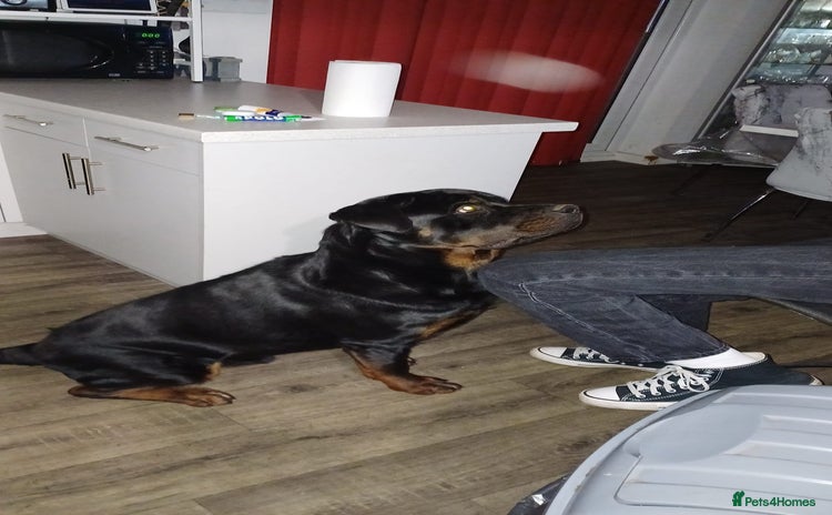 Rottweiler dogs - Advert 4
