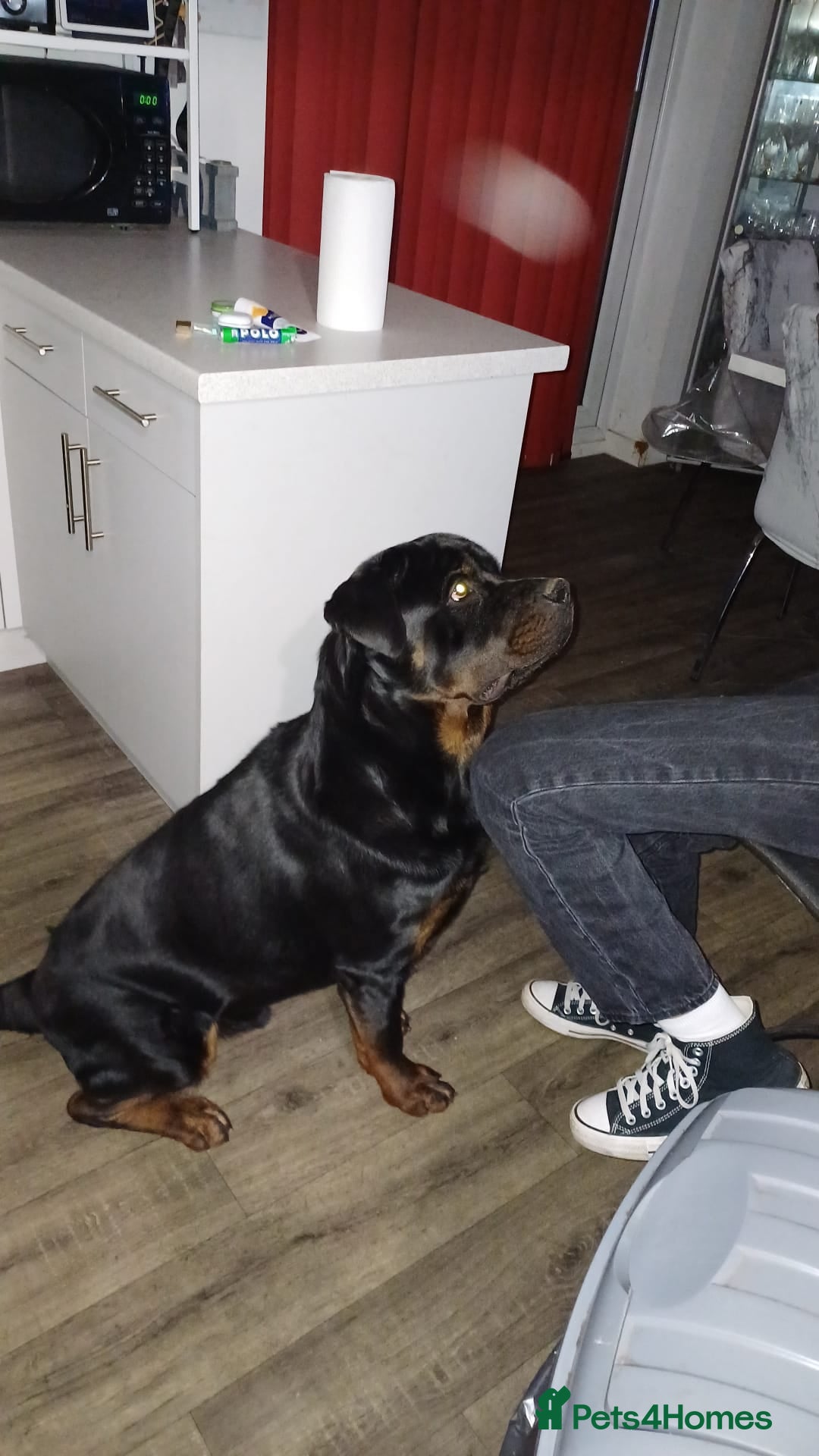Rottweiler dogs for sale: Copper - Image 1