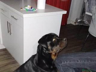 Rottweiler dogs - Advert 14