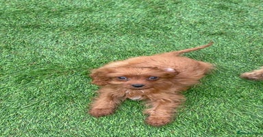 Cavapoo dogs in Dudley - Advert 3