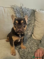 French Bulldog dogs - Advert 11