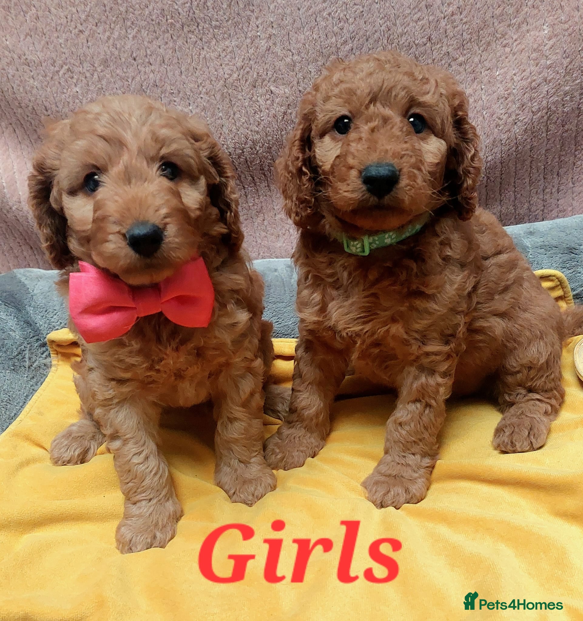 Cockapoo dogs Happy healthy cockapoo pups F1B DNA tested parents - Advert 17
