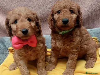 Cockapoo dogs Happy healthy cockapoo pups F1B DNA tested parents - Advert 17