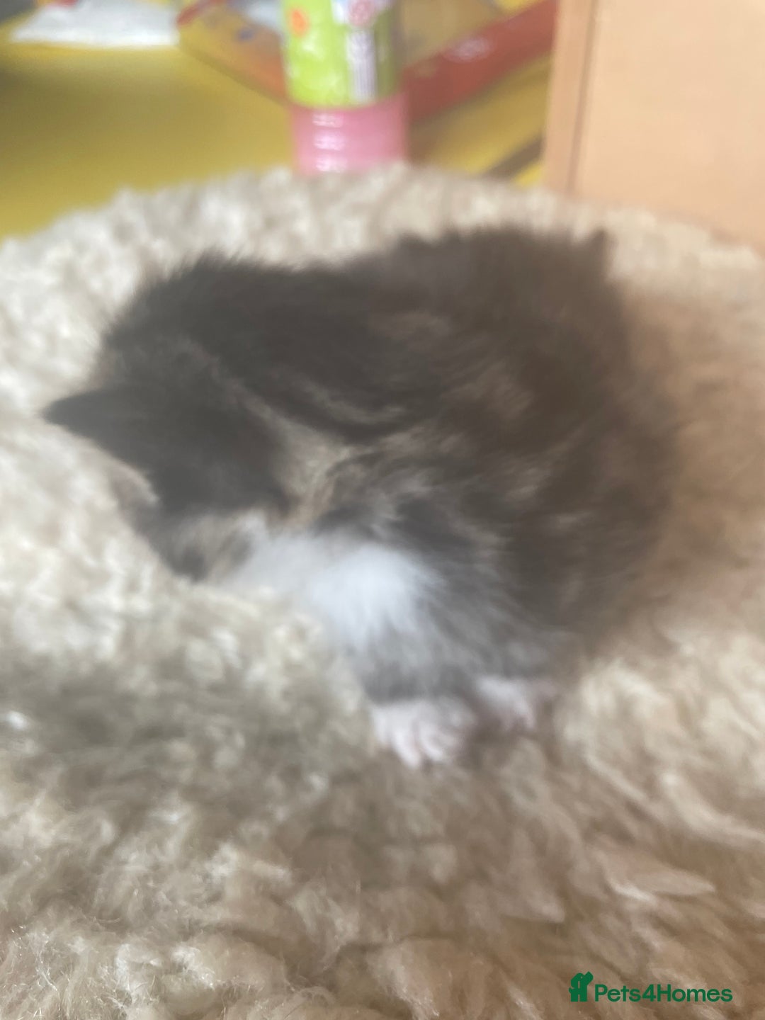 Bengal cats for sale: Part bengal kittens  - Image 14