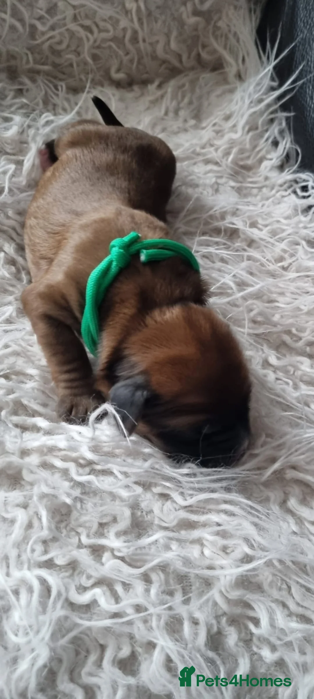 Tibetan Terrier dogs for sale: Stunning Tibetan Terrier Puppies  - Advert 7