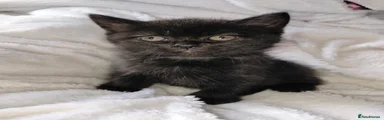 Black with a patch of white persian