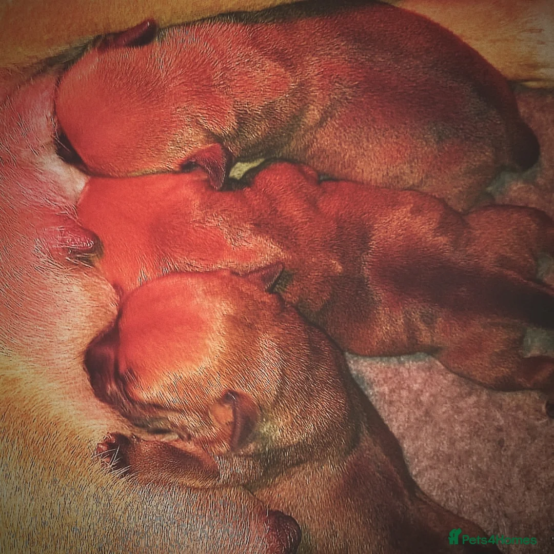 Staffordshire Bull Terrier dogs for stud: Red Staffordshire Bull Terrier Stud in Wolverhampton - Advert 13