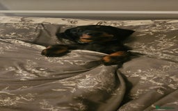Miniature Dachshund dogs for stud: Miniature Dacshund STUD -FULLY HEALTH & DNA TESTED - Image 13