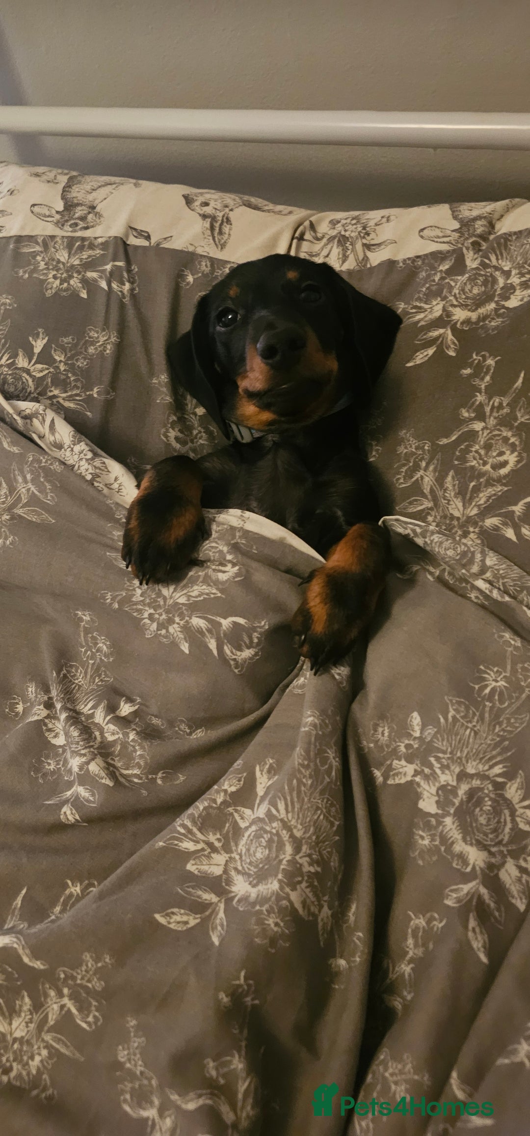 Miniature Dachshund dogs for stud: Miniature Dacshund STUD -FULLY HEALTH & DNA TESTED - Image 13