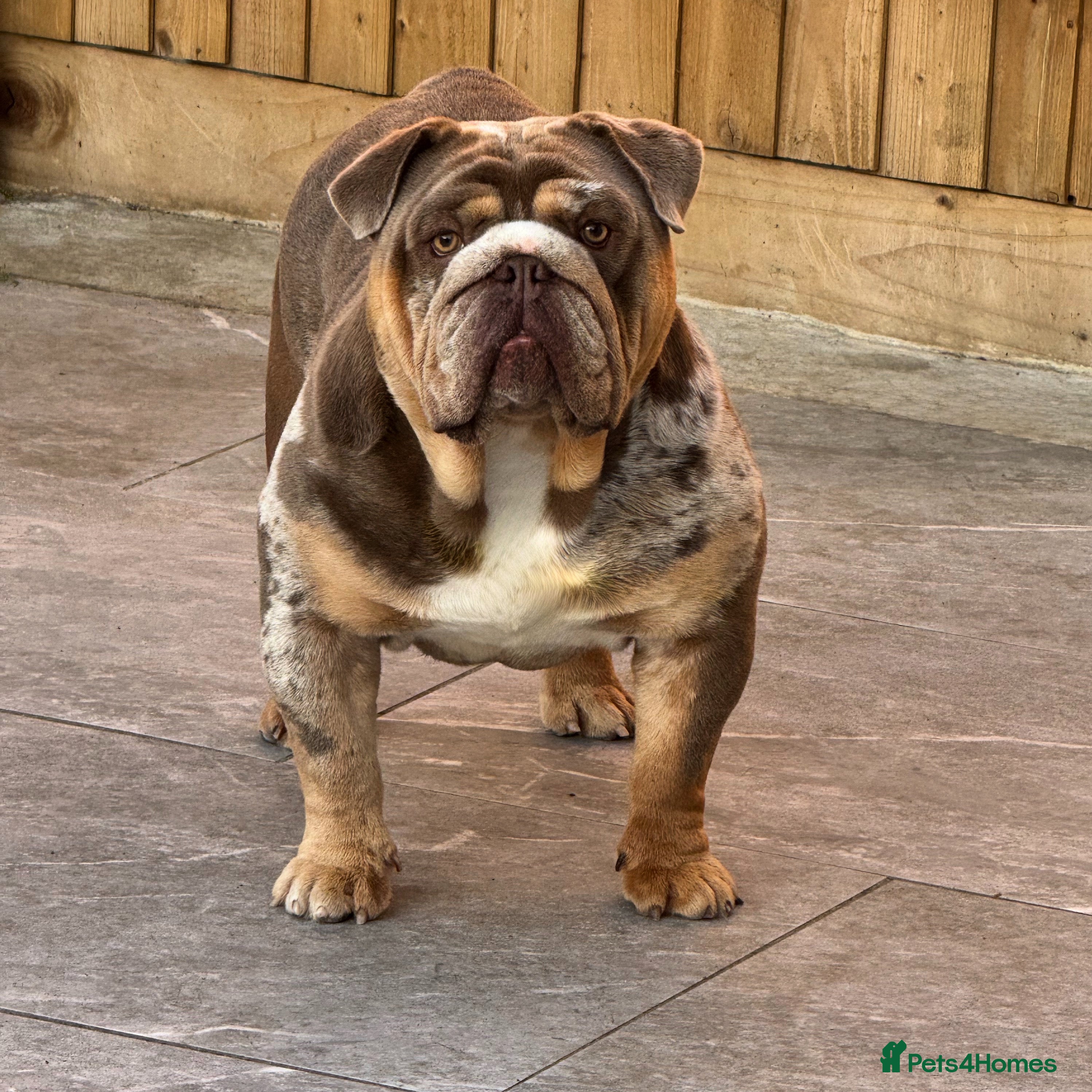 English Bulldog dogs DUFFABULLS MAUI - lilac tweed Merle w cherry tan - Advert 1