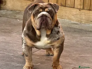 English Bulldog dogs DUFFABULLS MAUI - lilac tweed Merle w cherry tan - Advert 1