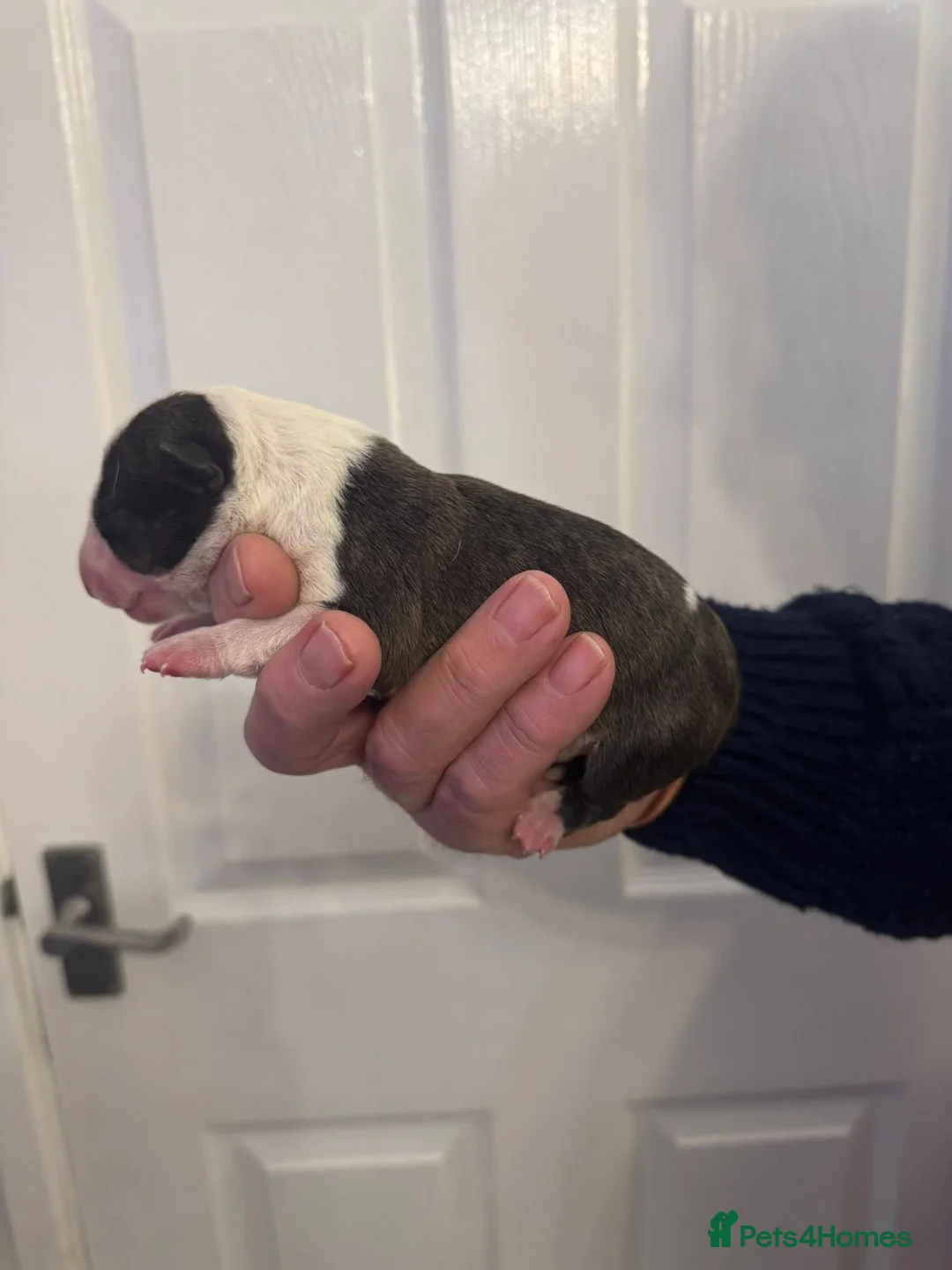Bull Terrier dogs for sale: KC Registered Puppies - Advert 6