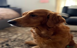 Golden Retriever dogs for sale: Dark Red Golden Retriever Pups Ready 1st November - Image 38