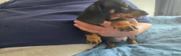 Dachshund dogs for sale: Stunning Standard Smooth hair Dachshund Puppies. - Advert 11