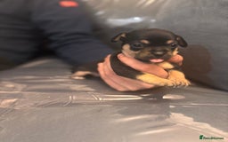 Chihuahua dogs for sale: Chihuahua puppies  - Image 7