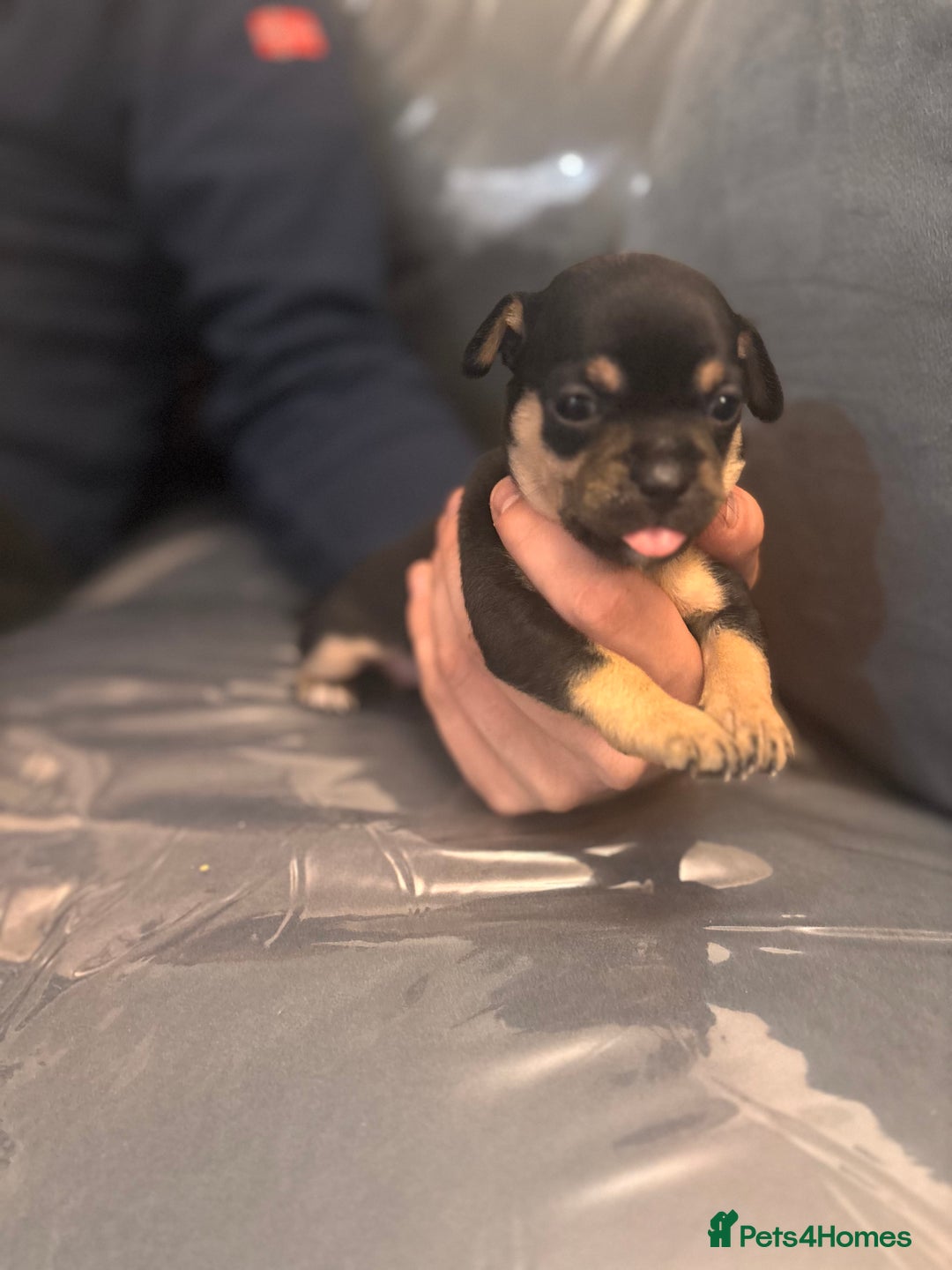 Chihuahua dogs for sale: Chihuahua puppies  - Image 7