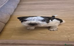 Staffordshire Bull Terrier dogs for sale: 4 PUPPIES STILL AVAILABLE - Image 12