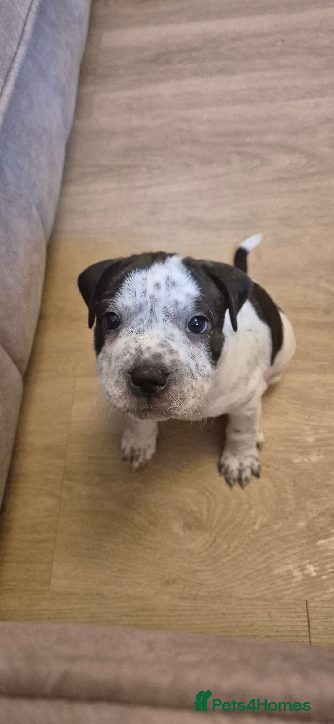 Staffordshire Bull Terrier dogs for sale: 4 PUPPIES STILL AVAILABLE - Image 12