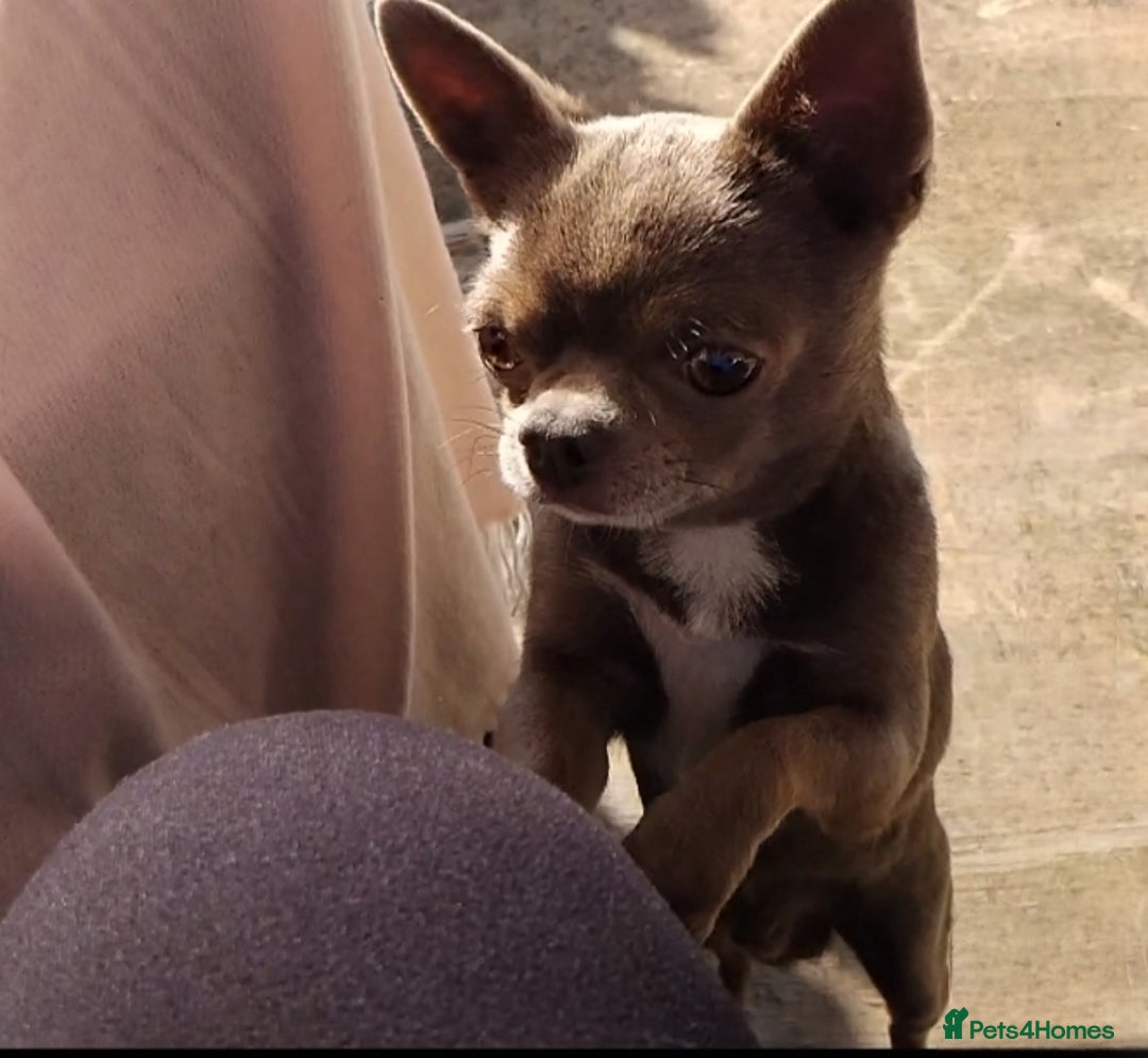 Chihuahua dogs for stud: KC reg - Health tested - PROVEN  - Advert 18