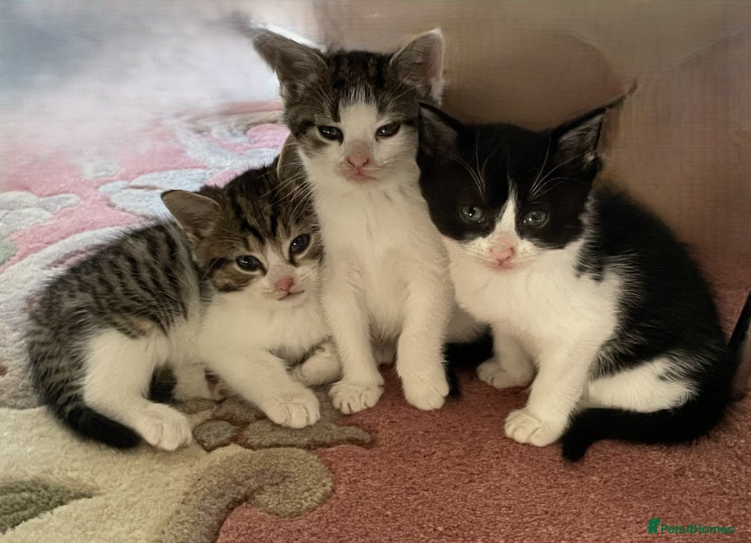 Mixed Breed cats for sale: 4 Sweet tempered kittens looking for loving homes - Image 17