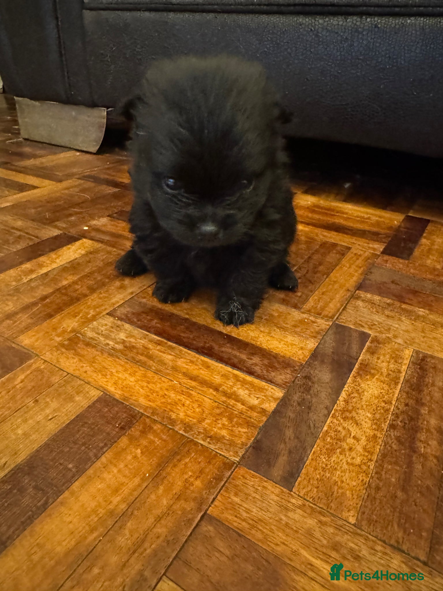 Pomeranian dogs Pomeranian puppies  - Advert 18