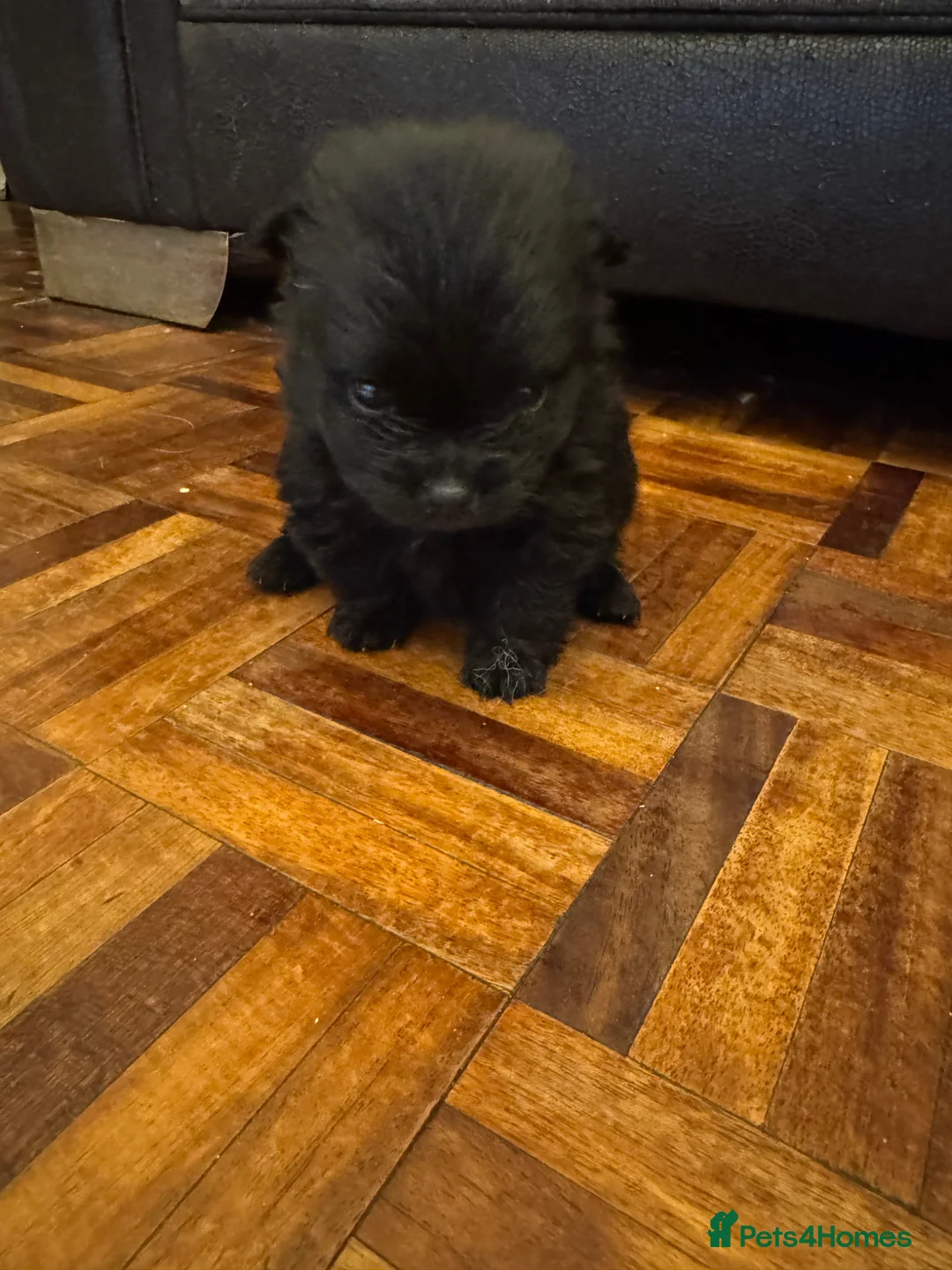 Pomeranian dogs for sale: Pomeranian puppies  - Advert 2
