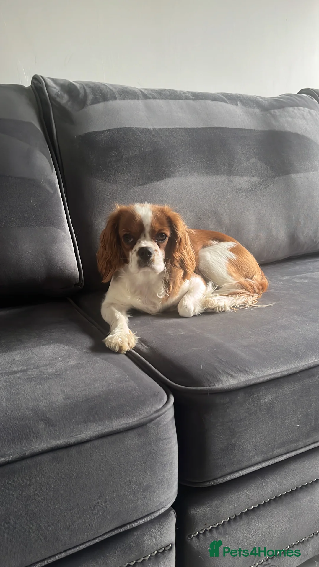 Cavapoo dogs for sale: Beautiful Cavapoo puppies - Advert 4