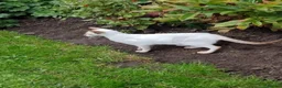 Oriental cats for sale: Oriental Chocolate & Chocolate points. GCCF - Advert 4