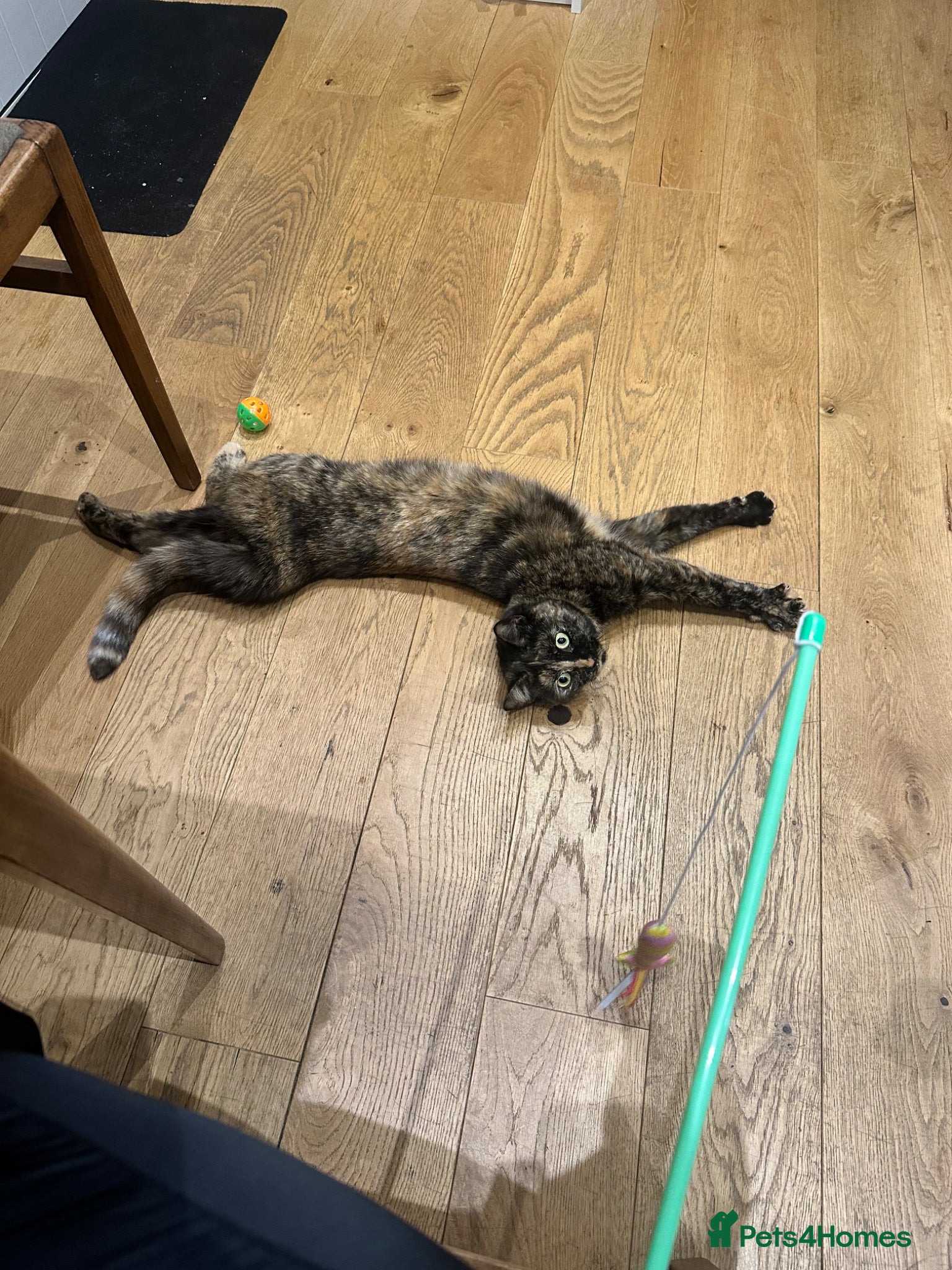 Domestic Shorthair cats New home for Female cat - Advert 2