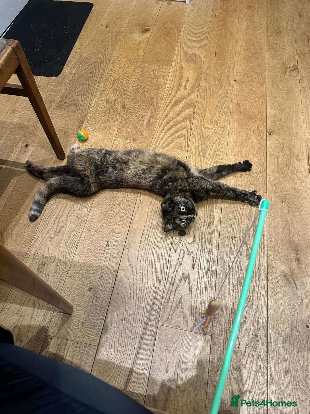 Domestic Shorthair cats for sale: New home for Female cat - Advert 1