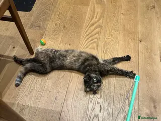 Domestic Shorthair cats New home for Female cat - Advert 1