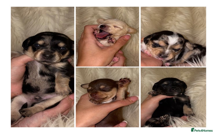 Chiweenie dogs - Advert 2