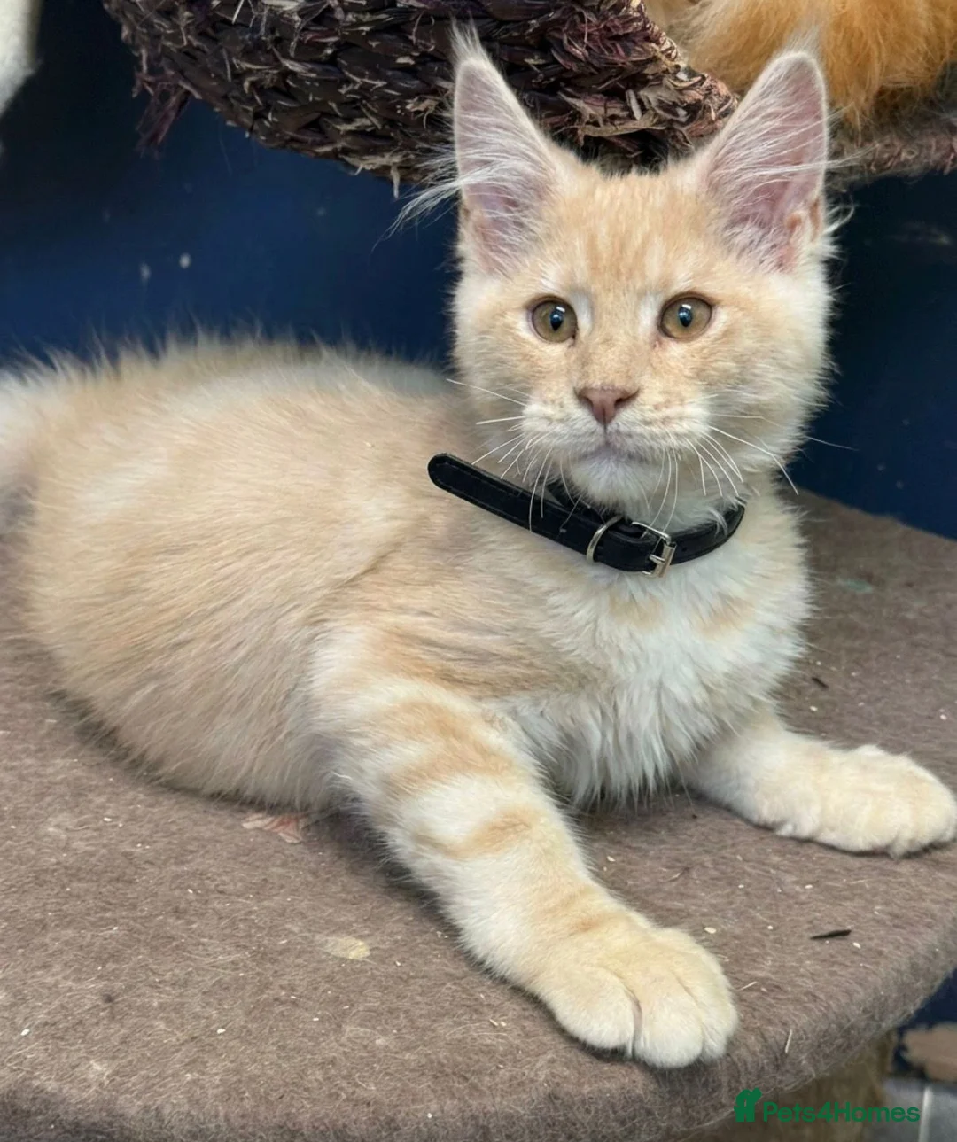 Maine Coon cats for sale: Pedigree Maine Coon kittens - Advert 2