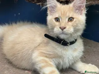 Maine Coon cats Pedigree Maine Coon kittens - Advert 3
