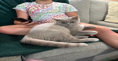 British Shorthair cats - Advert 3