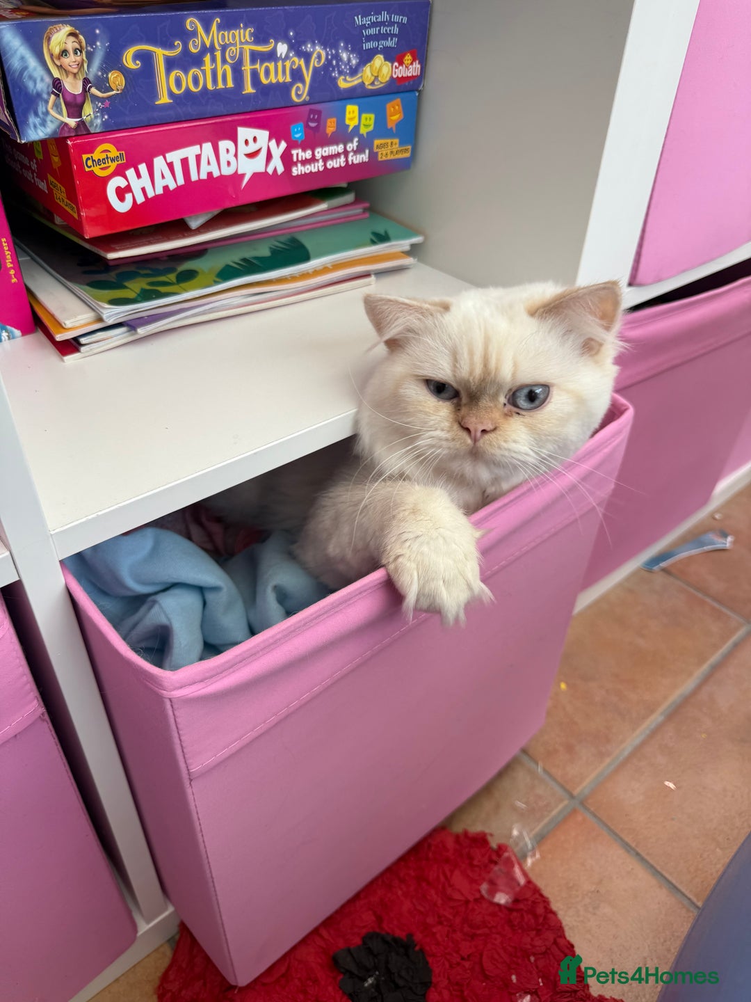 Persian cats for sale: White male Persian kitten  - Image 4