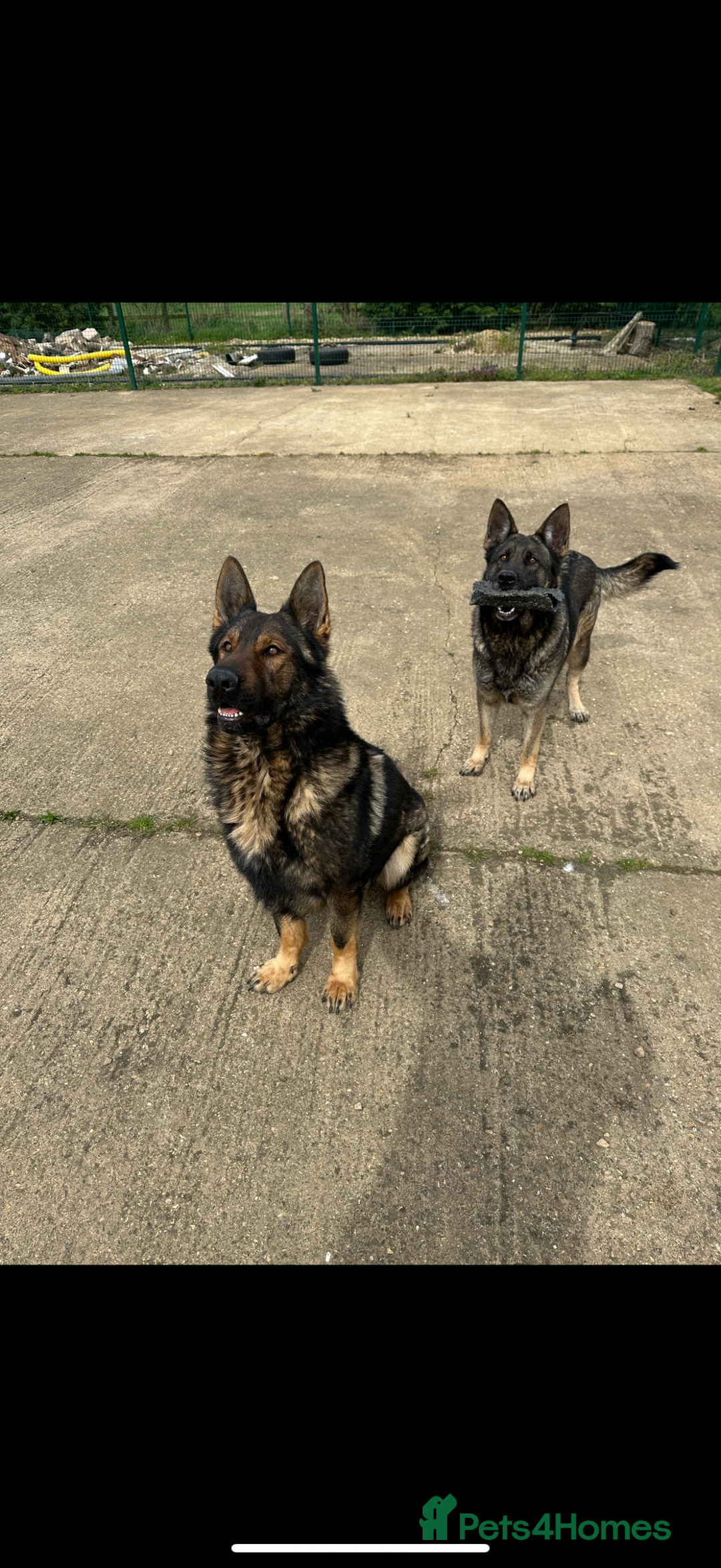 German Shepherd dogs for sale: Beautiful kc reg working line German shepherds  - Advert 16