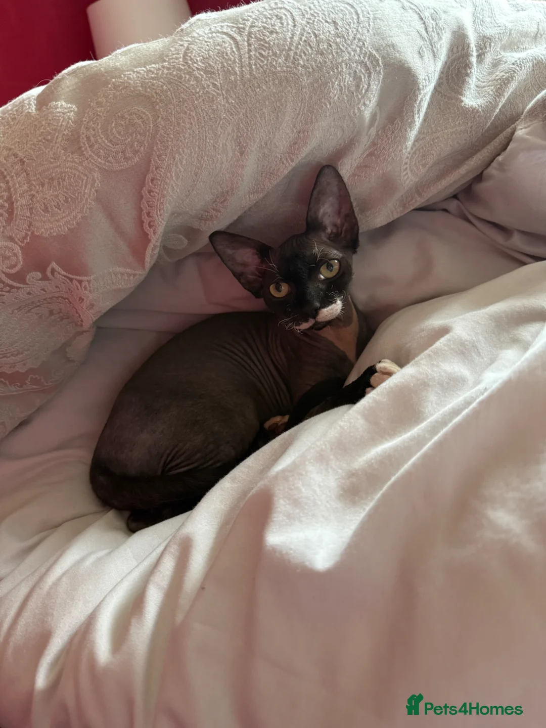 Sphynx cats for sale: Black and white sphynx  kitten - Advert 2