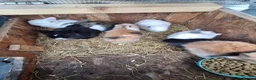 Lionhead rabbits for sale: Lionhead Baby Rabbits 🐰 - Advert 3