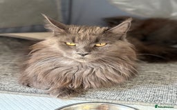 Maine Coon cats for sale: Beautiful TICA registered Maine coon kittens - Image 7