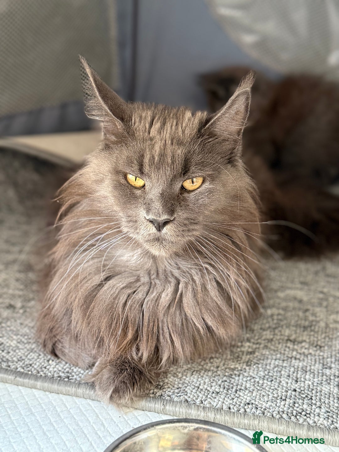 Maine Coon cats for sale: Beautiful TICA registered Maine coon kittens - Image 7