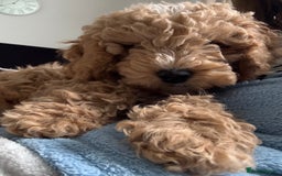 Cockapoo dogs for sale: Rehome - Image 4